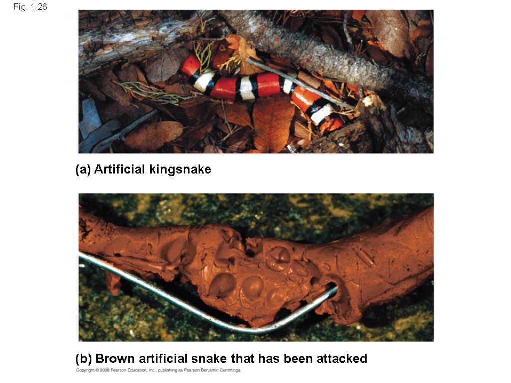 Fig. 1-26 (a) Artificial kingsnake (b) Brown artificial snake that has been attacked